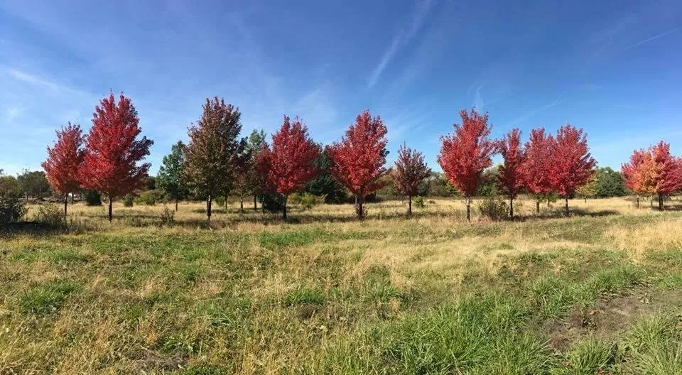 Expert landscape installation for year-round maintenance in Wichita, KS by Brady Nursery