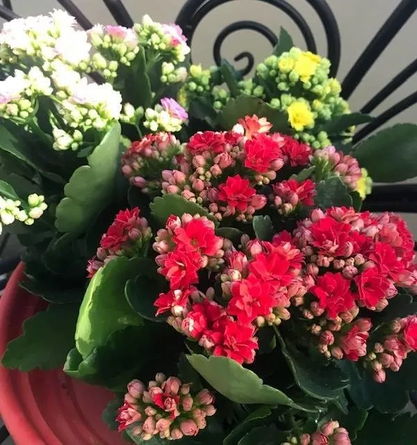 Professional landscaping services in Wichita, KS - Brady Nursery