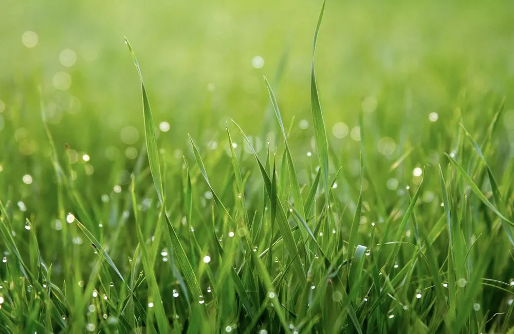 Trusted lawn mowing service for outdoor upgrades across Dayton, OH - Brady’s Lawn Service’s