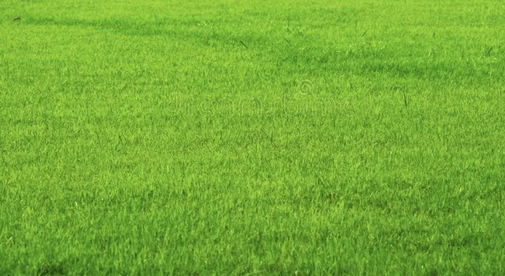 Top-rated yard maintenance in Dayton, OH - Brady’s Lawn Service’s