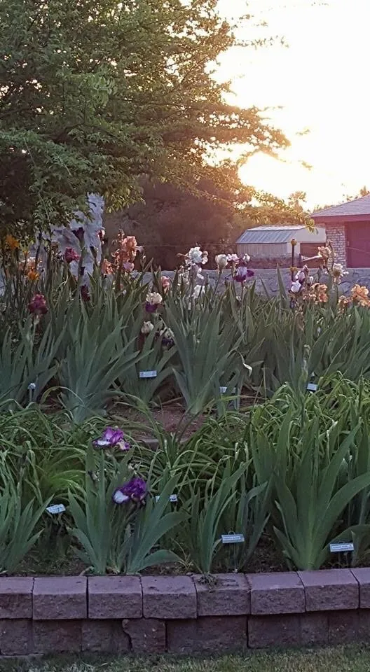 Trusted yard cleanup service experts serving Las Cruces, NM - Brainard's Greenscapes