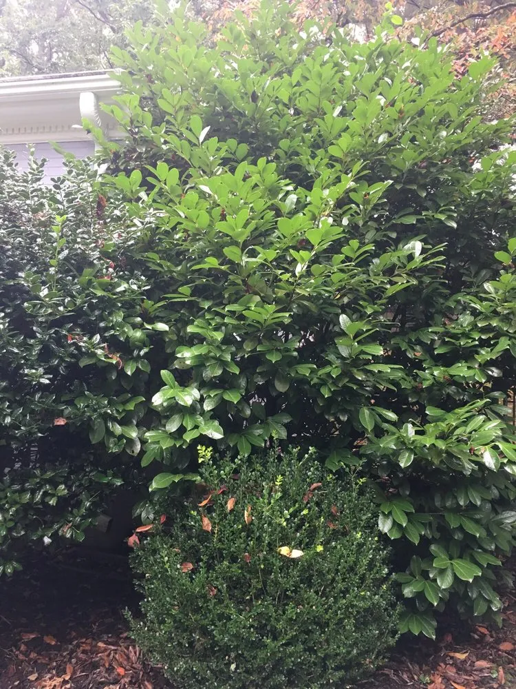 Custom residential landscaping in Henrico, VA by Brains and Brawn Home Services