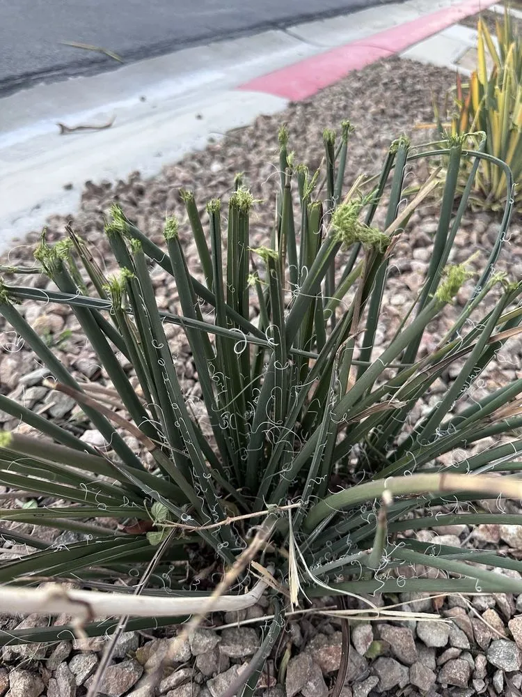 Trusted residential landscaping for outdoor upgrades across Las Vegas, NV - Branch & L Trees & Landscape