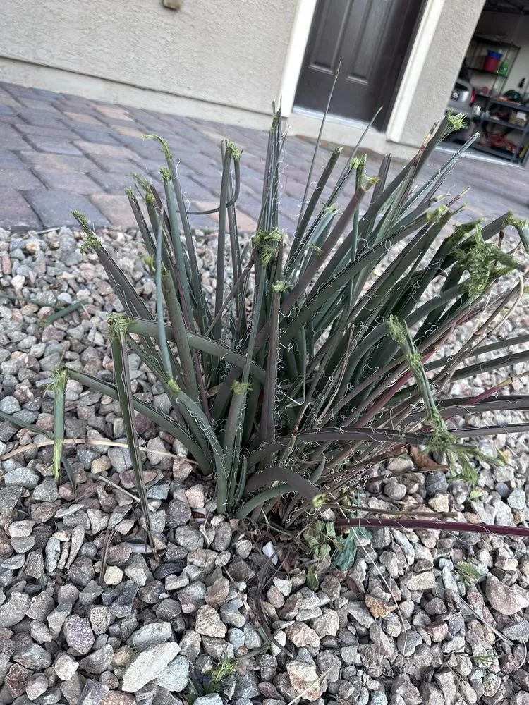 Professional lawn care service experts serving Las Vegas, NV - Branch & L Trees & Landscape