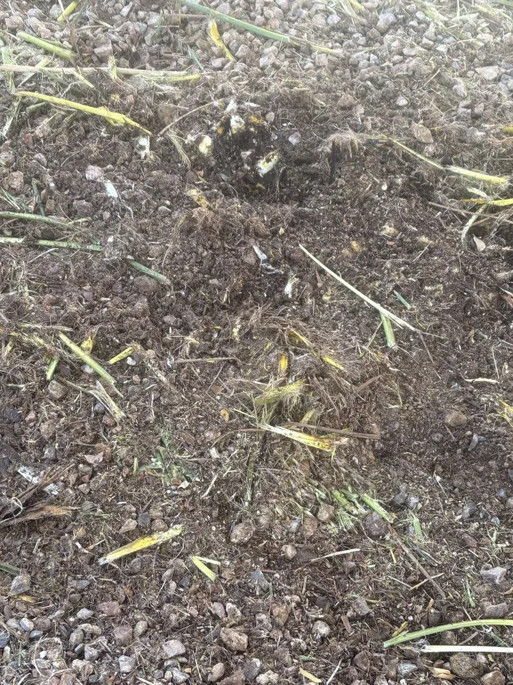 Professional landscape installation near you in Las Vegas, NV by Branch & L Trees & Landscape