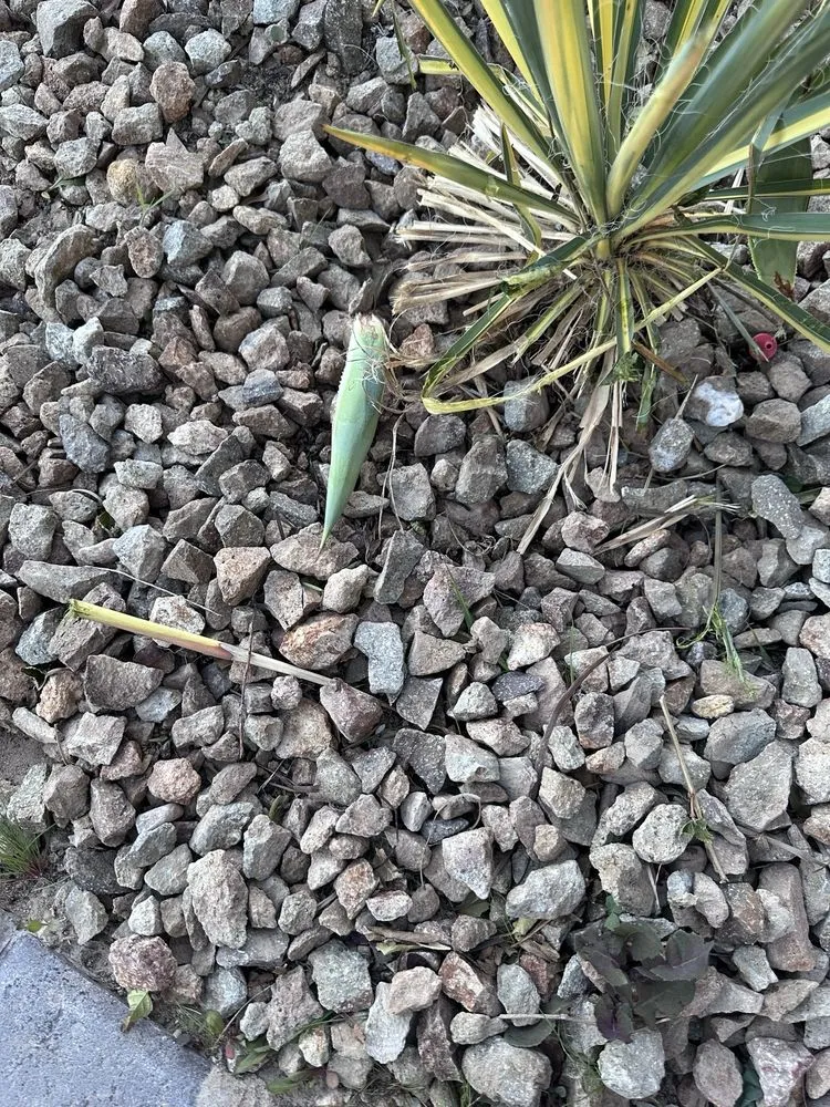 Affordable lawn care service in Las Vegas, NV by Branch & L Trees & Landscape