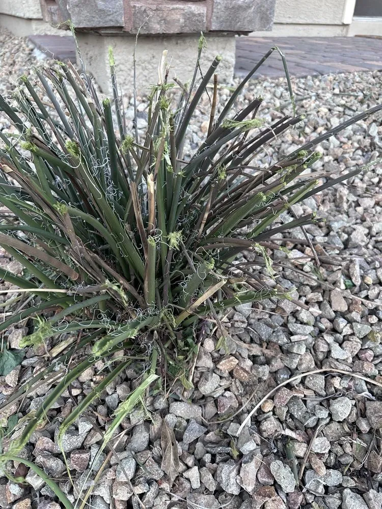 Custom residential landscaping in Las Vegas, NV - Branch & L Trees & Landscape