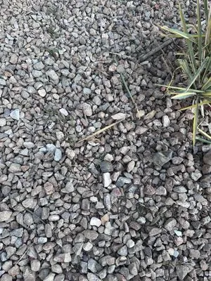 Branch & L Trees & Landscape Logo