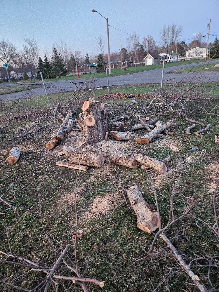 Local yard maintenance in Hibbing, MN - Branch Busters