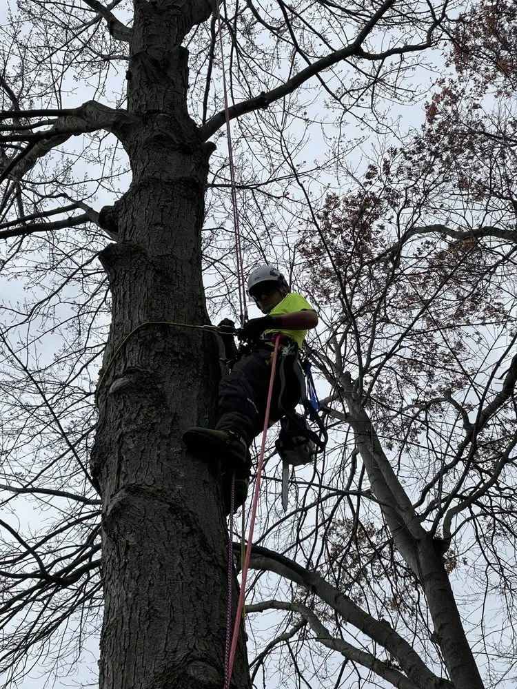 Local lawn care service for outdoor upgrades across North Branch, MN - Branch Busters