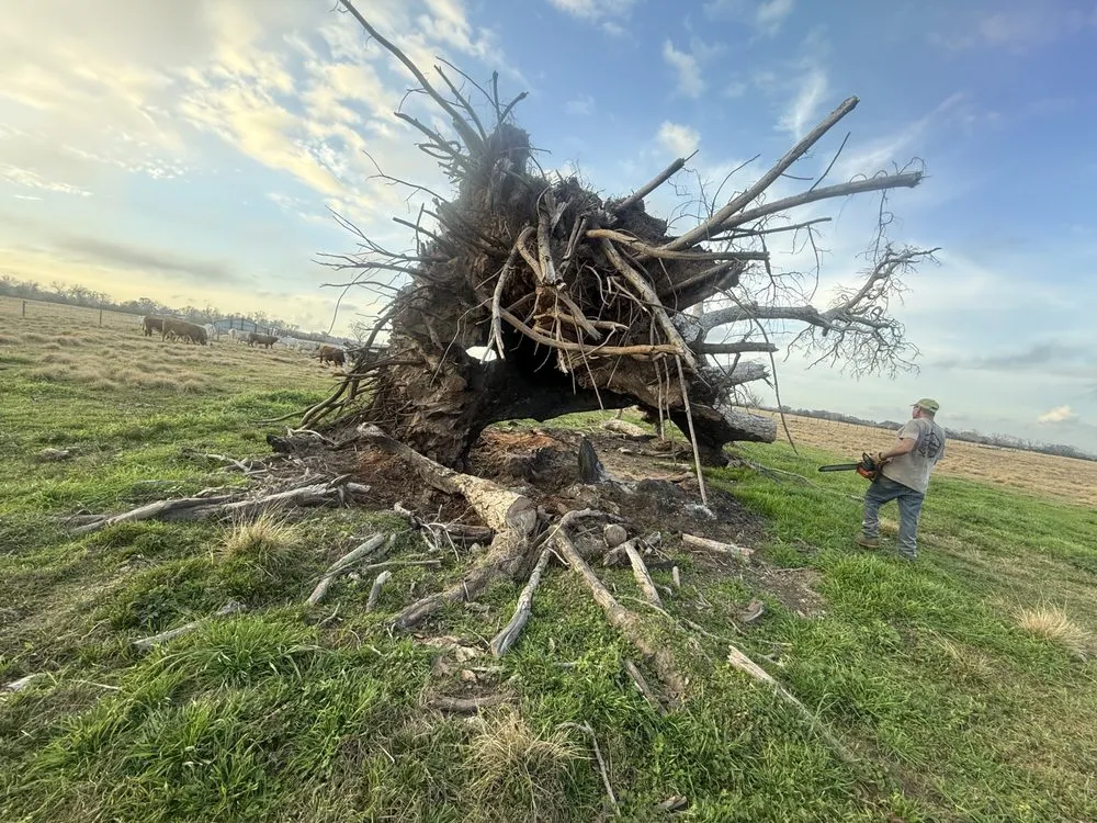 Custom lawn mowing service in Brazoria, TX by Branch Out Bros