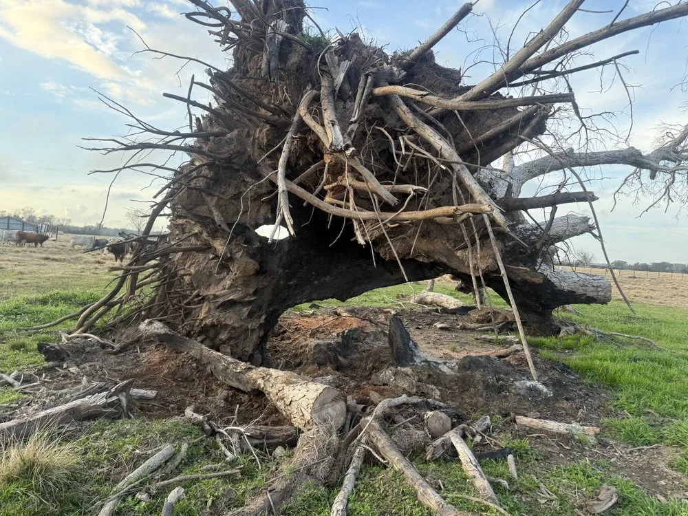 Trusted yard cleanup service near you across Brazoria, TX - Branch Out Bros