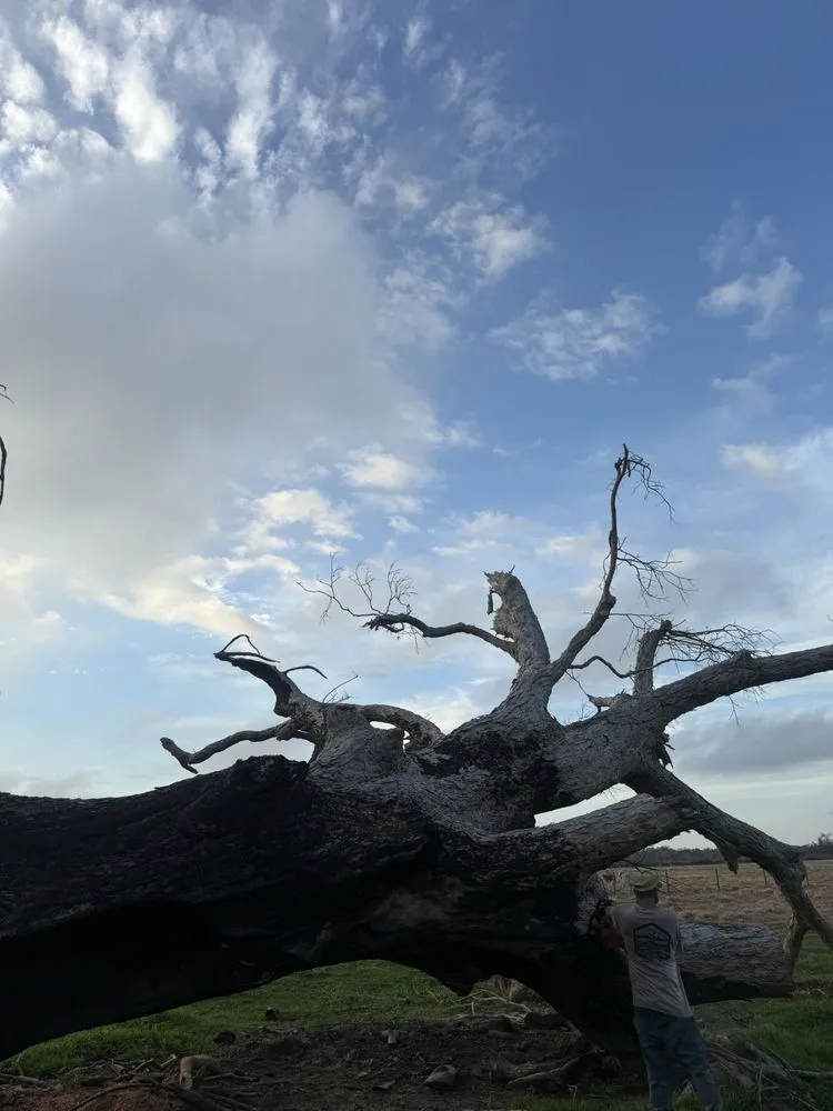 Custom outdoor landscaping for year-round maintenance across Brazoria, TX - Branch Out Bros