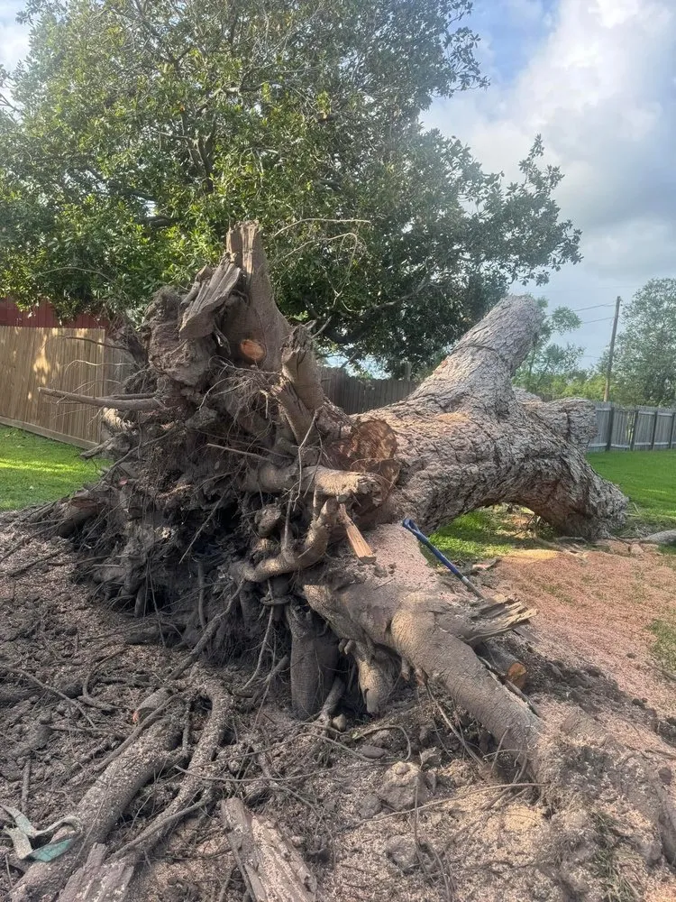 Reliable yard maintenance experts serving Brazoria, TX - Branch Out Bros