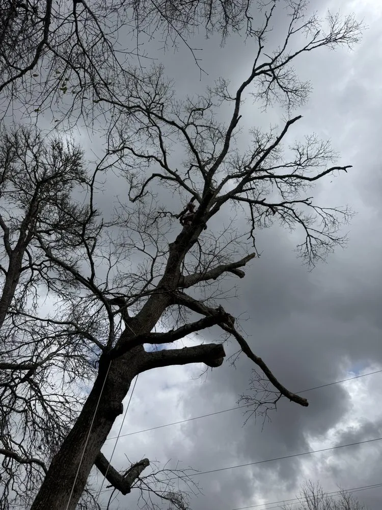 Professional landscape installation for outdoor upgrades across Brazoria, TX - Branch Out Bros