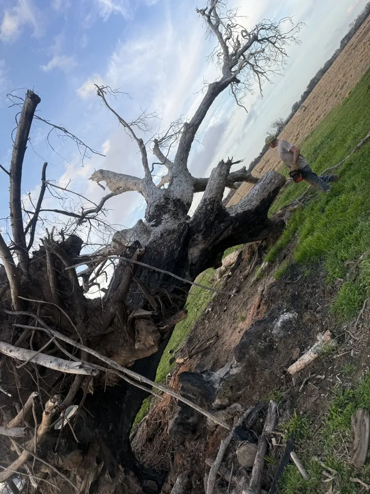 Custom yard cleanup service in Brazoria, TX by Branch Out Bros