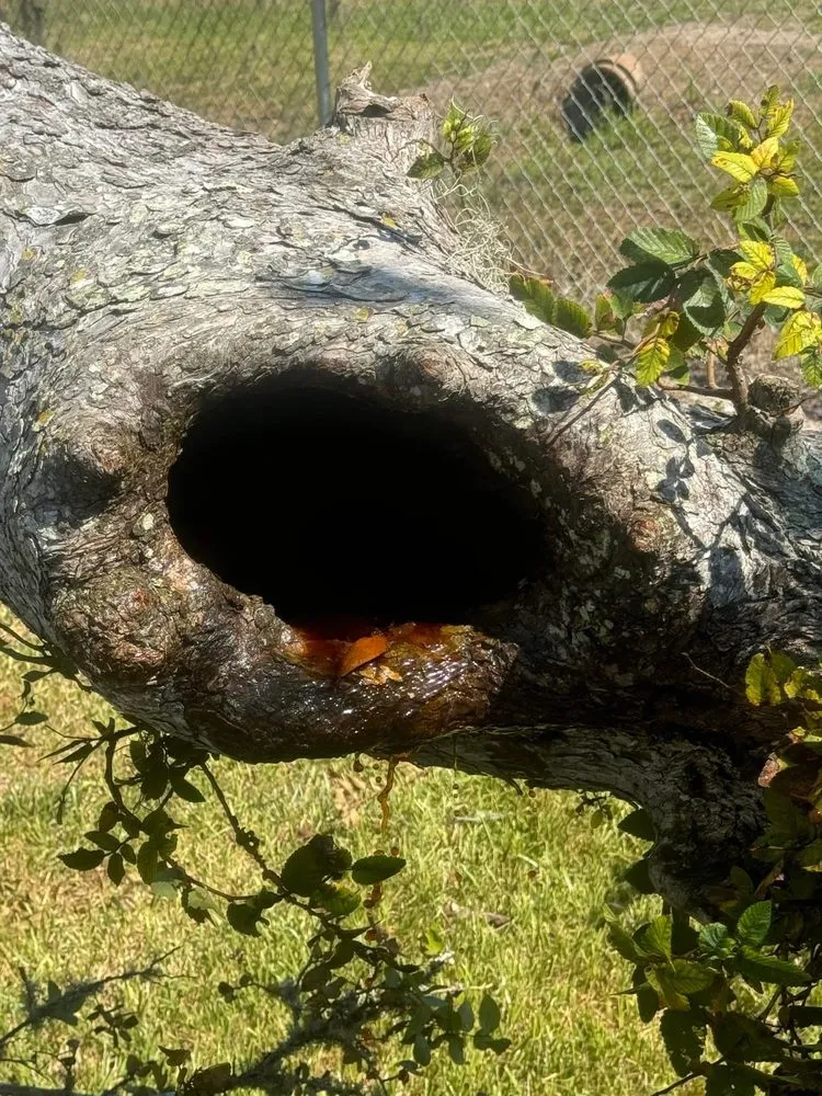 Professional landscape design in Brazoria, TX - Branch Out Bros