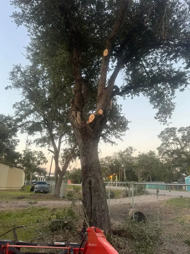 Professional outdoor landscaping in Brazoria, TX by Branch Out Bros