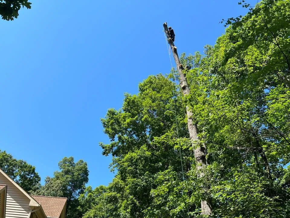Reliable yard cleanup service in Spotsylvania Courthouse, VA - Branch Out Tree Care