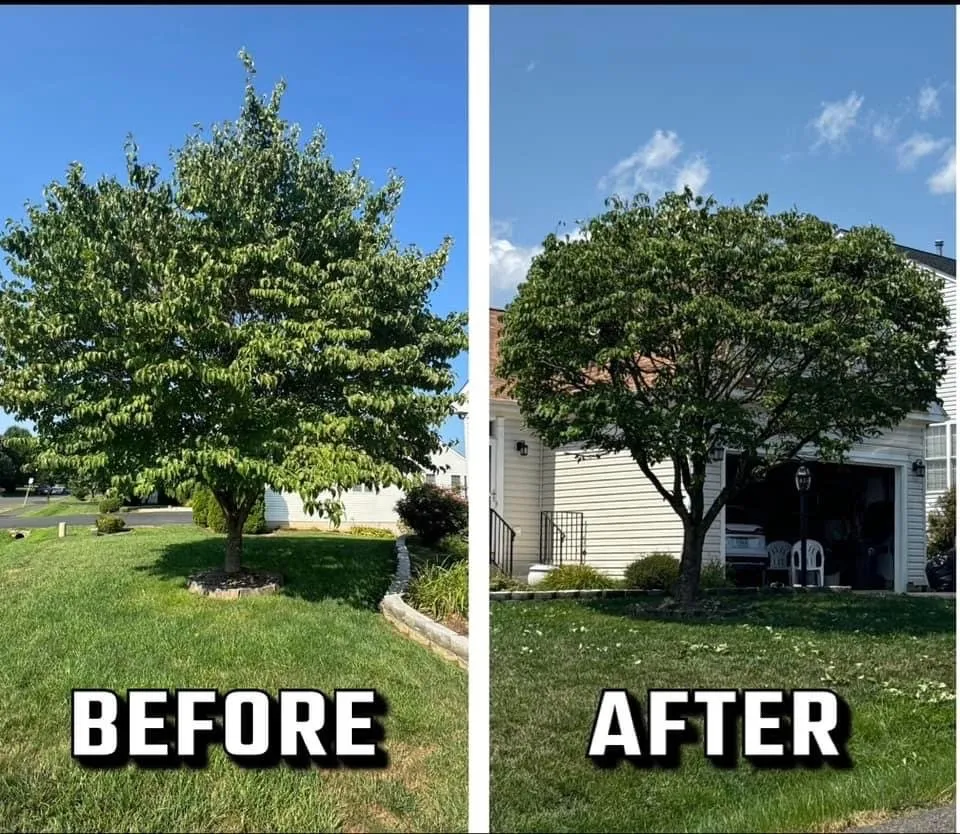 Affordable residential landscaping in Spotsylvania Courthouse, VA by Branch Out Tree Care