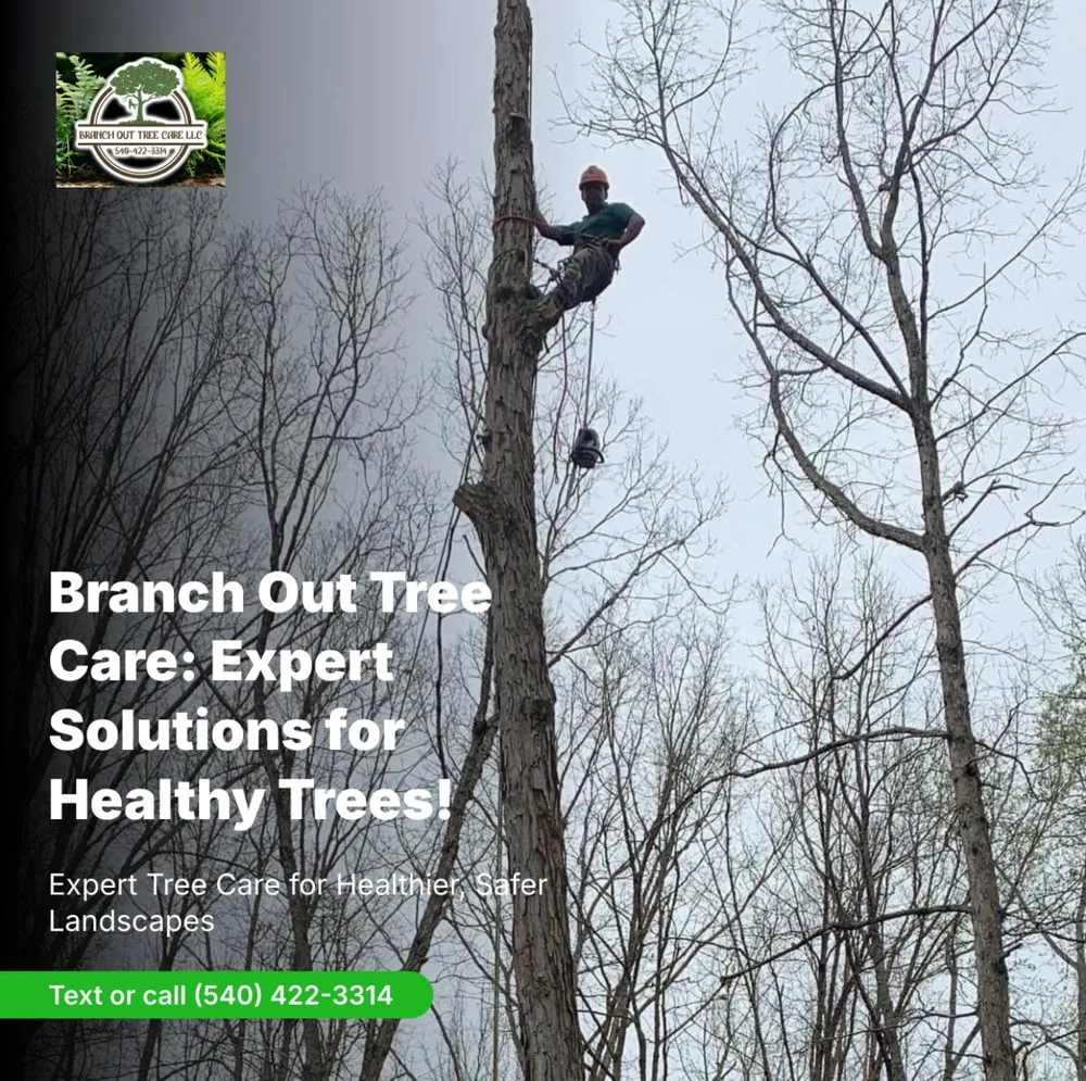 Reliable outdoor landscaping in Spotsylvania Courthouse, VA - Branch Out Tree Care