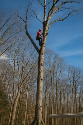 Branch Out Tree Care