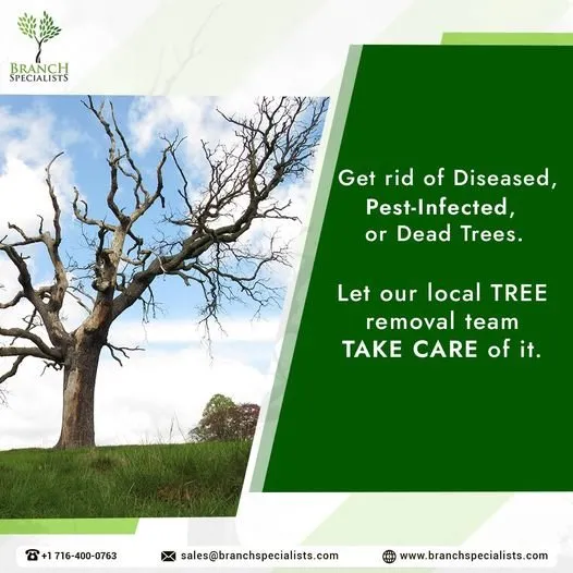 Trusted lawn care service experts serving Buffalo, NY - Branch Specialists