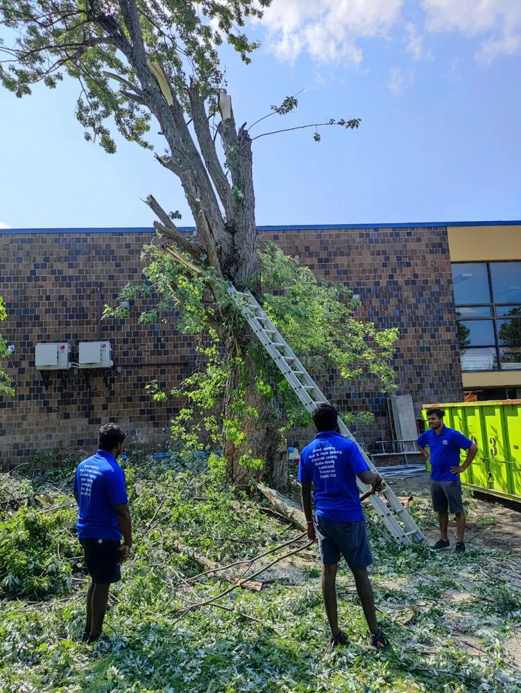 Reliable lawn care service experts serving Buffalo, NY - Branch Specialists