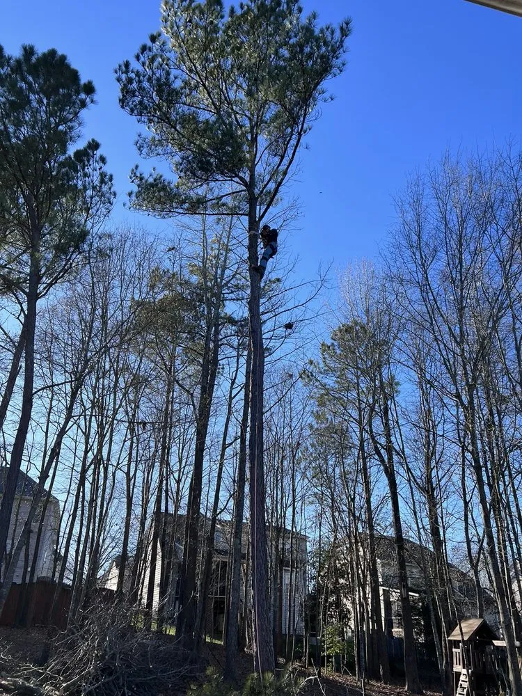 Top-rated yard maintenance for year-round maintenance across Greenville, NC - Branch To Blade Lawn And Tree Care