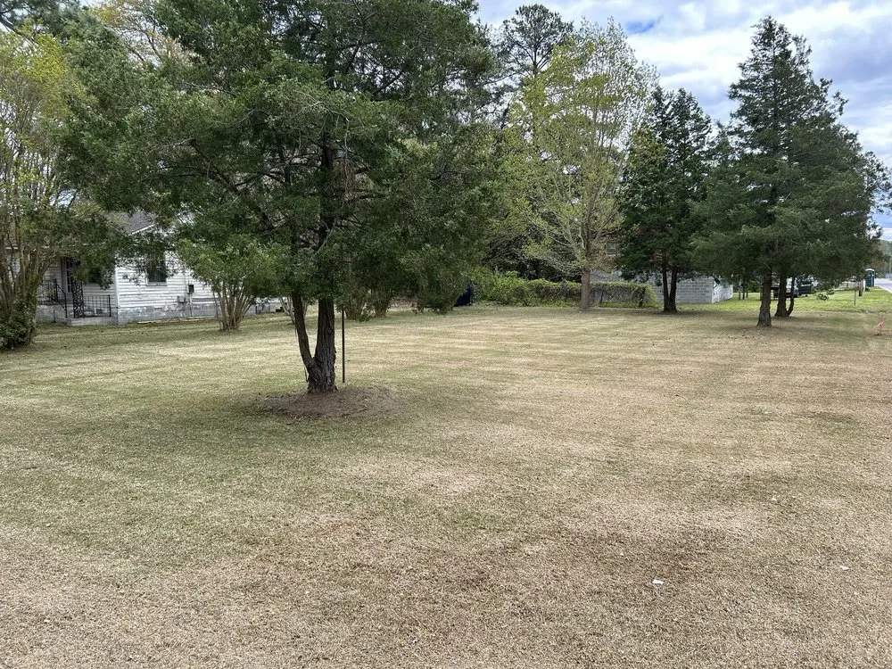 Top-rated lawn care service experts serving Greenville, NC - Branch To Blade Lawn And Tree Care