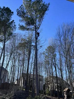 Branch To Blade Lawn And Tree Care Logo