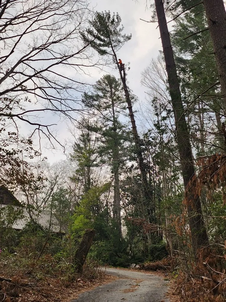 Top-rated landscaping services in Hendersonville, NC by Branch Tree Care and Removal