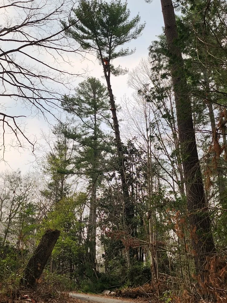 Professional yard maintenance experts serving Hendersonville, NC - Branch Tree Care and Removal