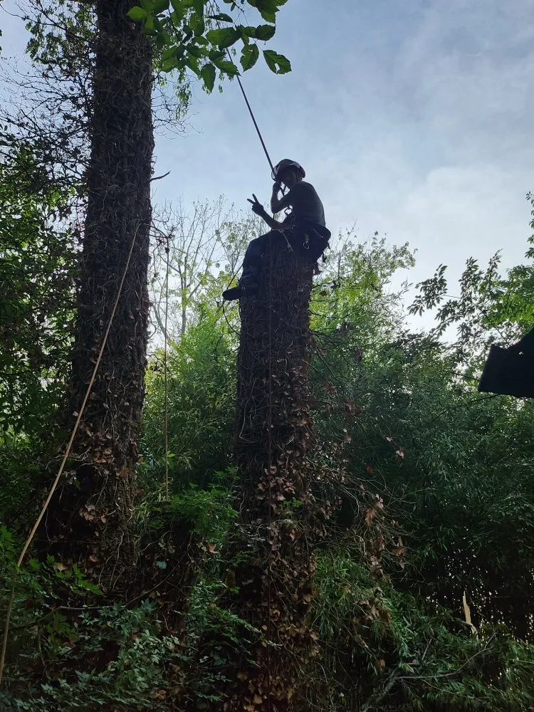 Custom landscaping services for year-round maintenance in Hendersonville, NC by Branch Tree Care and Removal