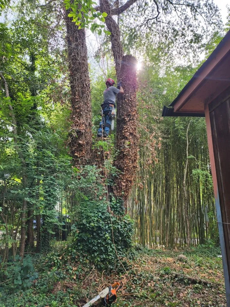 Professional yard maintenance in Hendersonville, NC by Branch Tree Care and Removal