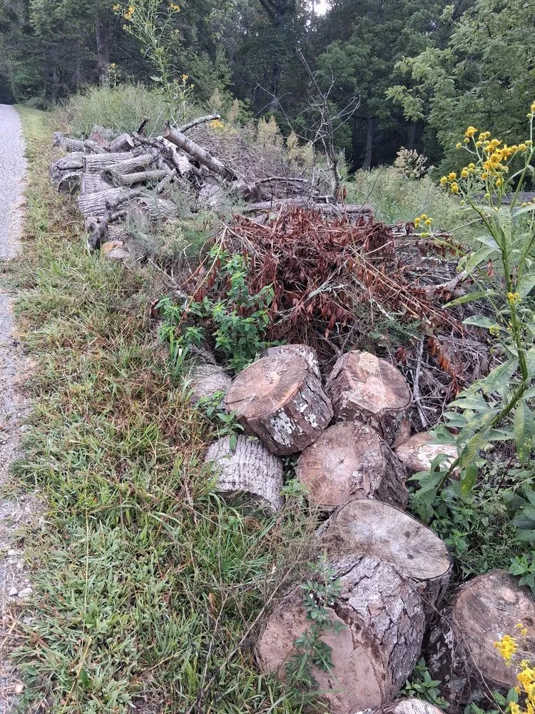 Custom yard cleanup service near you in Hendersonville, NC by Branch Tree Care and Removal