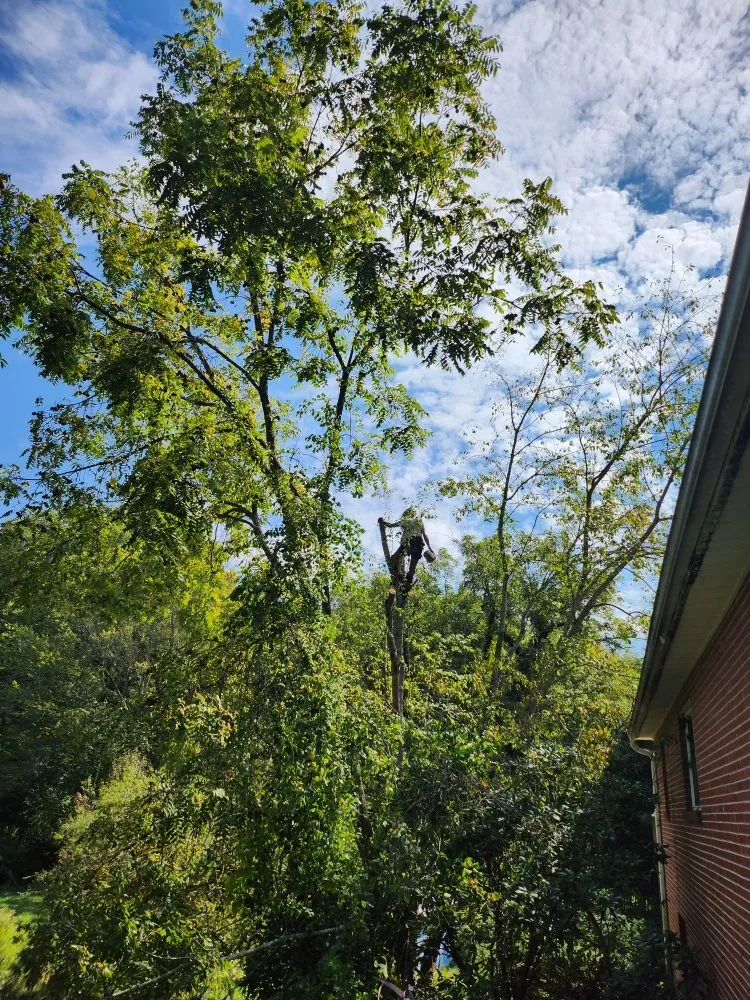 Trusted yard cleanup service in Hendersonville, NC - Branch Tree Care and Removal