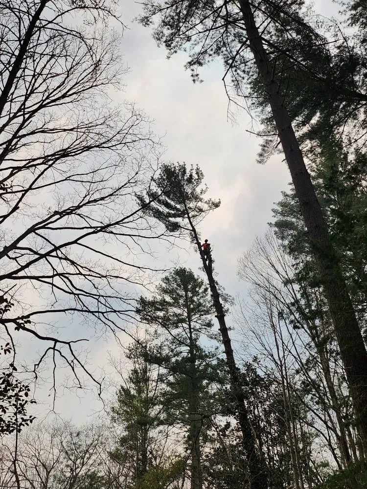 Custom yard maintenance for homes across Hendersonville, NC - Branch Tree Care and Removal