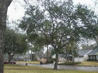 Top-rated outdoor landscaping in Houston, TX - Branchbusters Tree Service