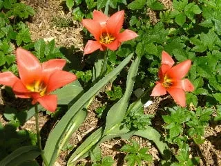 Custom outdoor landscaping in Houston, TX by Branchbusters Tree Service