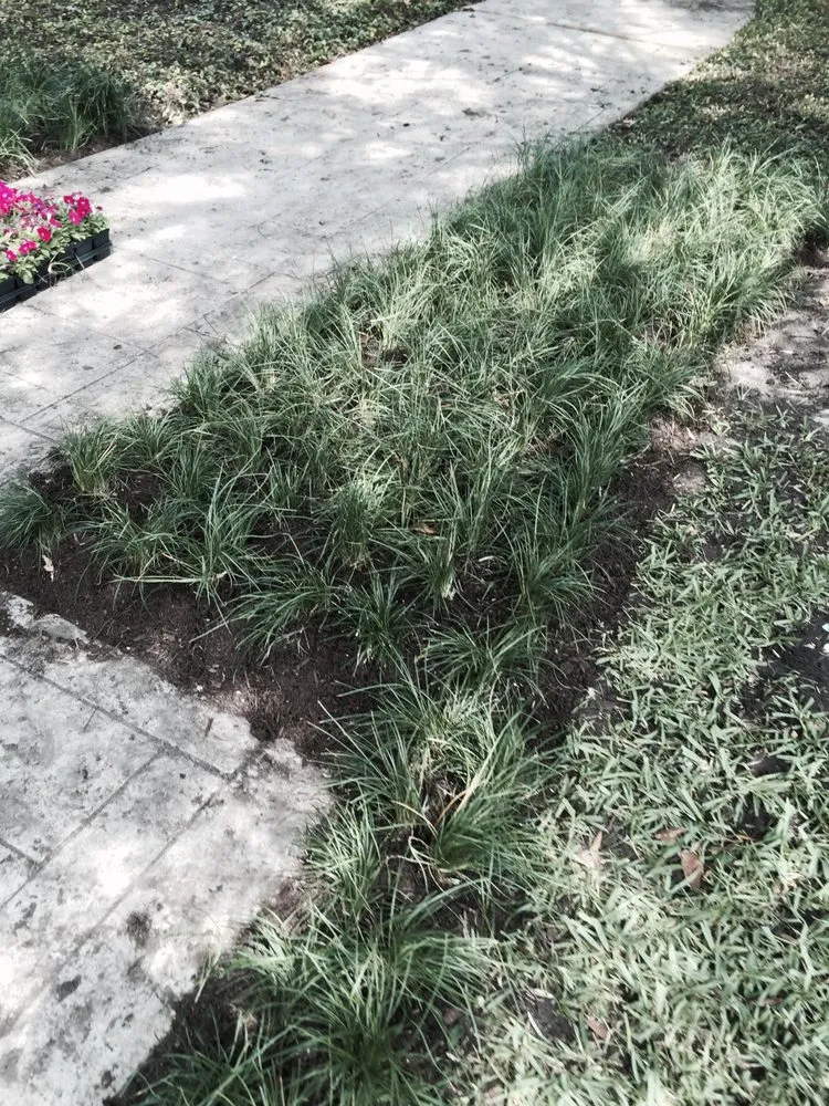 Affordable lawn care service experts serving Houston, TX - Branchbusters Tree Service