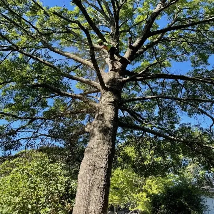 Custom lawn care service for beautiful yards in Raymore, MO by Branched Out