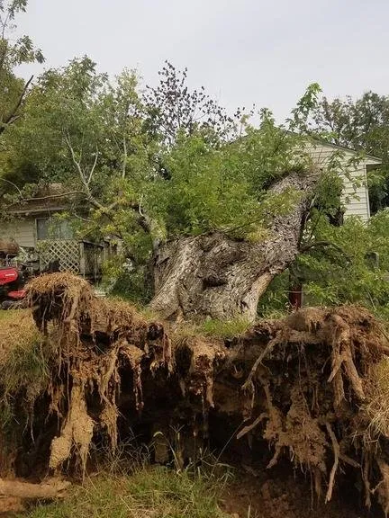 Top-rated landscaping services experts serving Raymore, MO - Branched Out