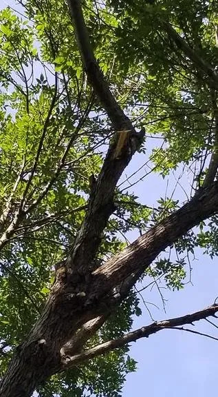 Professional residential landscaping in Raymore, MO - Branched Out