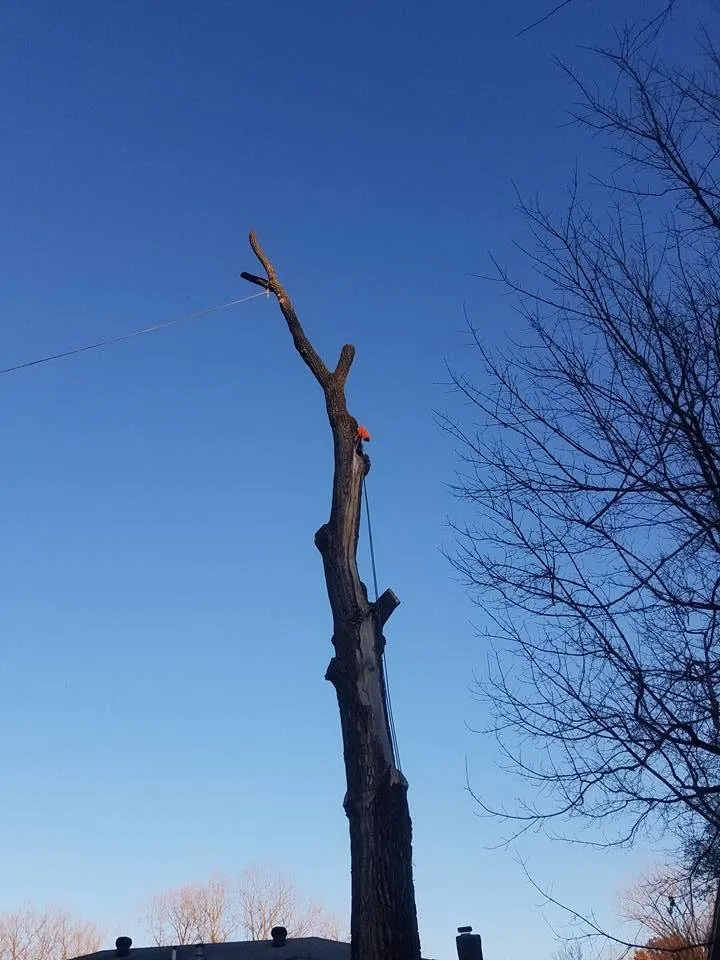 Affordable landscape installation in Raymore, MO by Branched Out