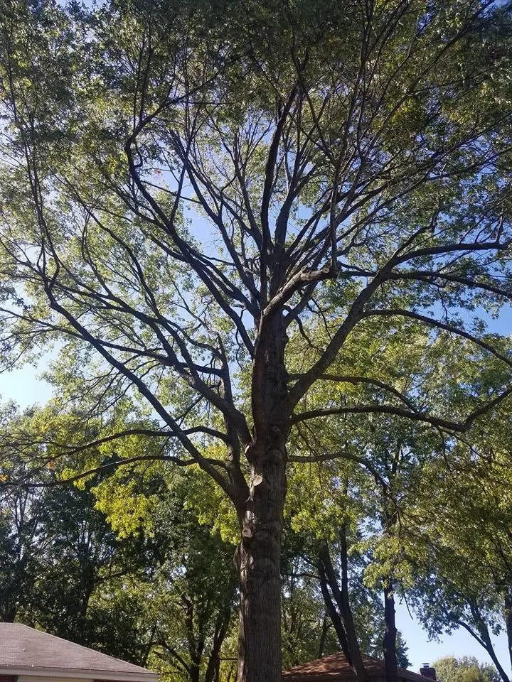 Affordable yard cleanup service in Raymore, MO by Branched Out