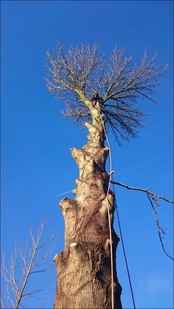 Expert residential landscaping with custom design in Glen Ellyn, IL by Branches to Roots