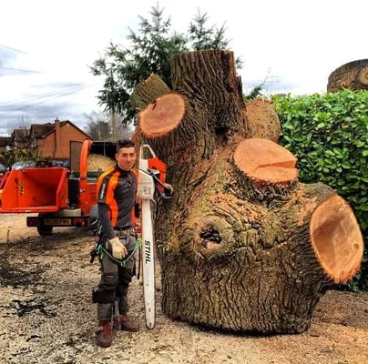 Branches to Roots Logo