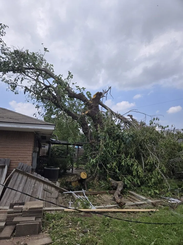 Expert yard cleanup service in Huntsville, TX - Branching Out