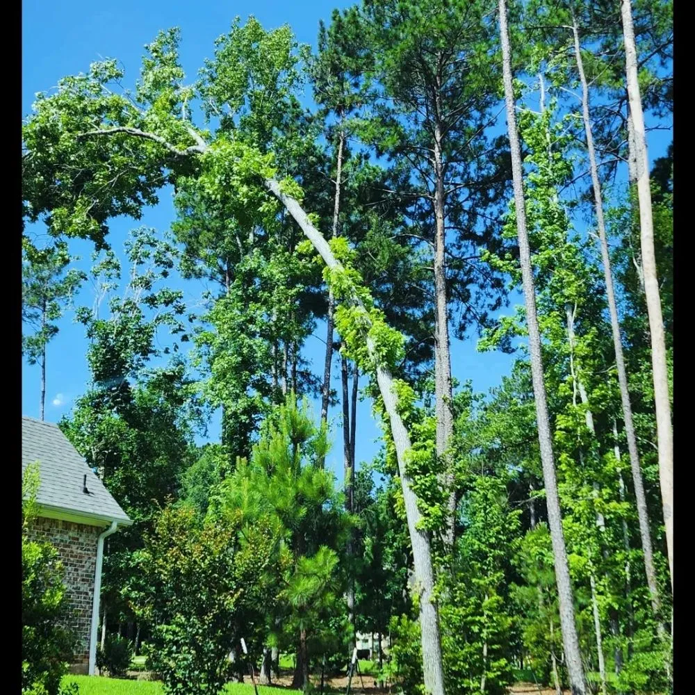 Trusted yard cleanup service for year-round maintenance in Huntsville, TX by Branching Out